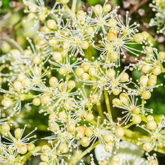 Climbing Hydrangea Blossom