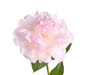 Pink and white peony flower, stem and leaf isolated
