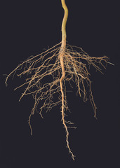 Fototapeta premium Roots tree