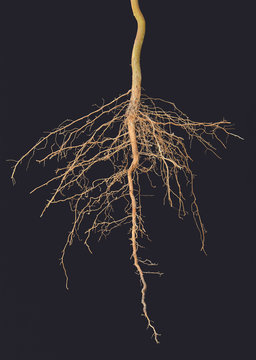 Roots tree