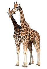 giraffes isolated on white background