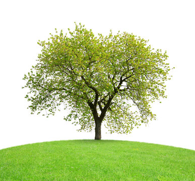 Tree on meadow isolated on white background