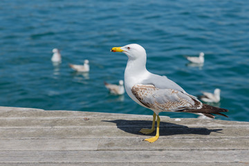Seagull at a wooden pier in the harbor of Barcelona