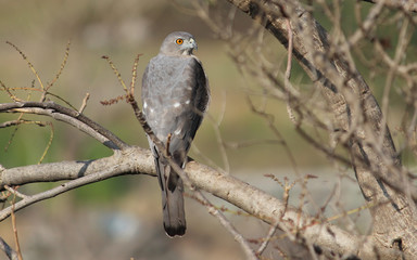 Shikra