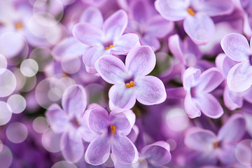 Fototapeta na wymiar Lilac flowers (close up shot, bokeh effect )