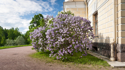 Lilac bush in spring
