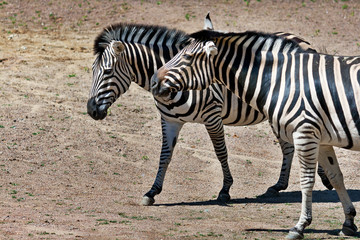 Fototapeta na wymiar Zwei Steppenzebras (Equus quagga)