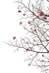 japanese cherry blossom on white background