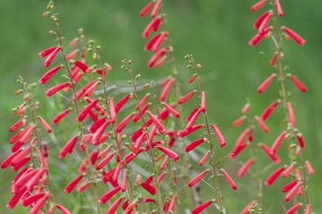 Utah Penstemon - Utahensin