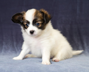 Portrait of a puppy Papillon