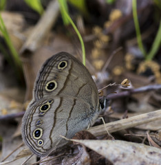 Fototapeta premium Pretty Spotted Butterfly