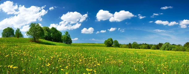 Foto auf Acrylglas Frühling Feld mit Löwenzahn und blauem Himmel