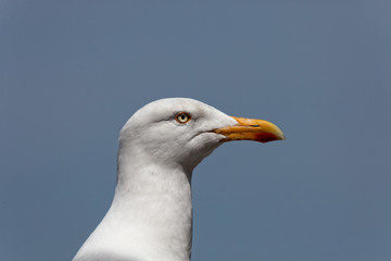 Larus argentatus - Goéland argenté -  European Herring Gull