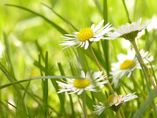 Gänseblümchen als Hintergrundbild