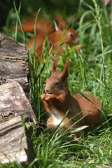 Zwei Eichhörnchen