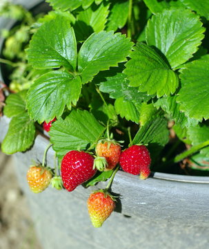 plant de fraisier
