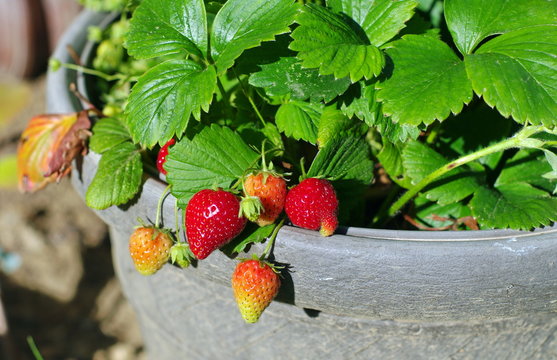 carr&eacute; potager-plant de fraisier grimpant