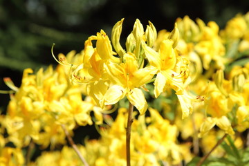 Rhododendron flowers