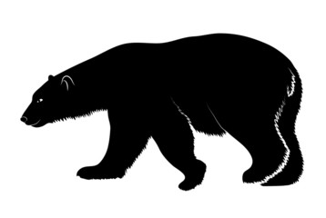 polar bear on a white background
