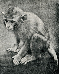 Naklejka premium Rhesus macaque (Macaca mulatta)