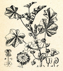 Common mallow (Malva sylvestris)