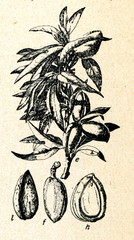 The almond (Prunus dulcis)