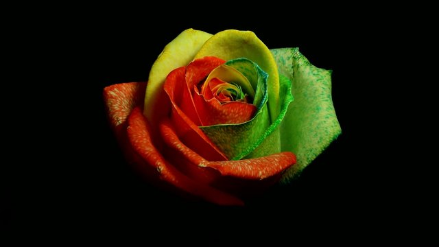 Rainbow rose time lapse