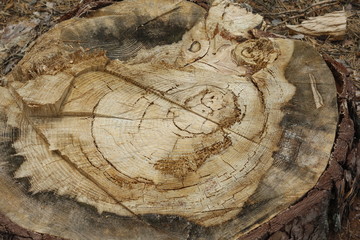 Пень, дерево © krushelss