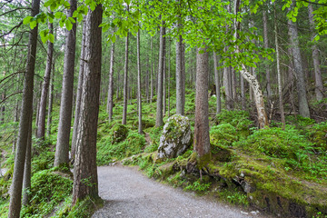 Alpine forest on the shore of lake Eibsee. Germany.