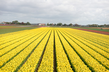Promenade au jardin de Keukenhof