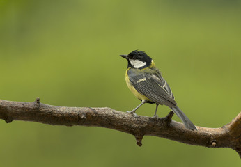 Great Tit in the rain.