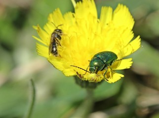 Seidiger Fallkäfer (Cryptocephalus sericeus) auf Habichtskraut