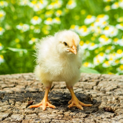 Chicken on a stump close up