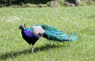 Male peacock