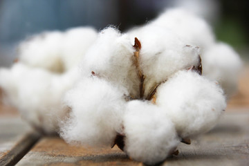 Baumwolle Faser
