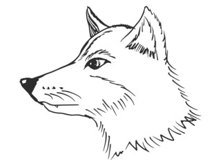 head of wolf