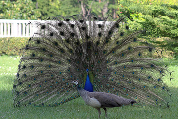 Male peacock showing tail feathers to female