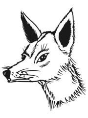 jackal