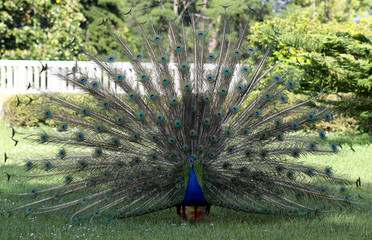 Male peacock displaying tail feathers