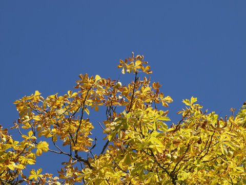 Herbstfarben - Hintergrundbild