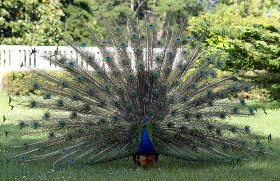 Fototapeta Male peacock displaying tail feathers