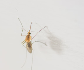 mosquito close p