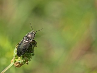 Schnellkäfer (Selatosomus latus) auf Kleinem Wiesenknopf