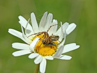 Eichblatt-Radspinne (Aculepeira ceropegia) mit Beute