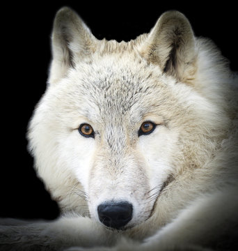 White wolf