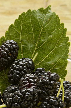 Mor&acirc;r Morus Maulbeeren Шелковица Morwa Gelso