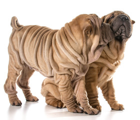 two chinese shar pei puppies