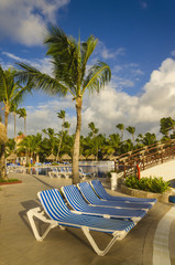 Deck chairs by the pool amid tall exotic palm trees