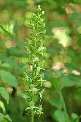 Grünliche Waldhyazinthe (Platanthera chlorantha)