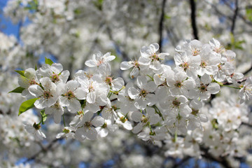 branch of blossoming cherry